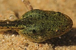 Kleiner Wasserfrosch (Rana lessonae)