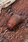 Rotbrauner Laubk�fer (Serica brunnea)