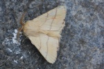 Ringelspinner (Malacosoma neustria)