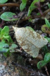 Brauner Eichenwickler (Aleimma loeflingiana)