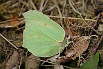 Zitronenfalter (Gonepteryx rhamni)