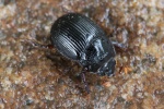 Geh�rnter Mistk�fer (Odonteus armiger)