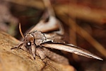 Birken-Zahnspinner (Pheosia gnoma)