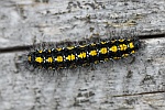 Schnbr (Callimorpha dominula)