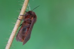 Zimtb�r (Phragmatobia fuliginosa)