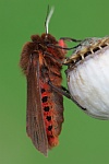Zimtb�r (Phragmatobia fuliginosa)