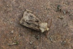 Magerwiesen-Bodeneule (Agrotis clavis)