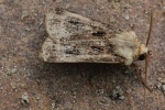 Magerwiesen-Bodeneule (Agrotis clavis)