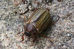 Gerippter Brachk�fer (Amphimallon solstitiale)