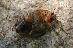 Gerippter Brachk�fer (Amphimallon solstitiale)