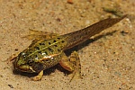 Seefrosch (Rana ridibunda)