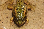 Seefrosch (Rana ridibunda)