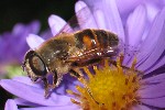 Mistbiene (Eristalis tenax)