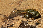 Seefrosch (Rana ridibunda)