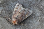 Gem�seeule (Lacanobia oleracea)