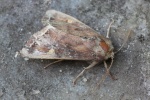 Gem�seeule (Lacanobia oleracea)