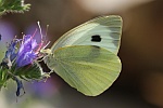 Groer Kohlweiling (Pieris brassicae)