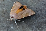Bunte Bandeule (Noctua fimbriata)