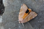 Bunte Bandeule (Noctua fimbriata)