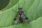 Schwarzbeinige Ibisfliege (Atherix marginata)