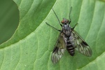 Schwarzbeinige Ibisfliege (Atherix marginata)