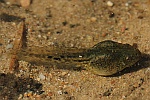 Kleiner Wasserfrosch (Rana lessonae)