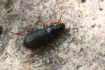 Behaarter Erdbeersammelaufk�fer (Harpalus rufipes)
