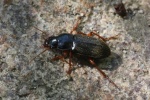 Behaarter Erdbeersammelaufk�fer (Harpalus rufipes)