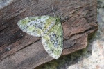 Gelbgr�ner Lappenspanner (Acasis viretata)