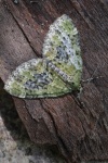 Gelbgr�ner Lappenspanner (Acasis viretata)