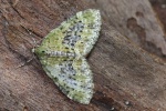 Gelbgr�ner Lappenspanner (Acasis viretata)