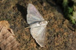 Blasser Nesselz�nsler (Pleuroptya ruralis)