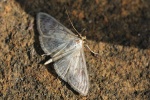 Blasser Nesselz�nsler (Pleuroptya ruralis)