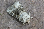 Hasenlatticheule (Hecatera bicolorata)