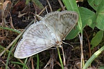 Blasser Nesselz�nsler (Pleuroptya ruralis)