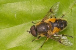 Mistbiene (Eristalis tenax)