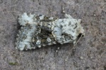 Hasenlatticheule (Hecatera bicolorata)