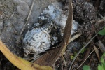 Hasenlatticheule (Hecatera bicolorata)