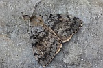 Schwammspinner (Lymantria dispar) - M�nnchen