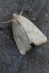 Trapezeule (Cosmia trapezina)