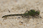 Grne Flussjungfer (Ophiogomphus cecilia)