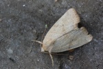 Trapezeule (Cosmia trapezina)