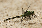 Grne Flussjungfer (Ophiogomphus cecilia)