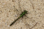 Grne Flussjungfer (Ophiogomphus cecilia)