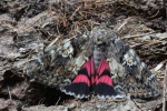 Gro�es Eichenkamin (Catocala sponsa)