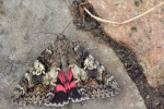 Gro�es Eichenkamin (Catocala sponsa)