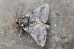 Eichenprozessionsspinner (Thaumetopoea processionea)