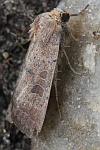 Graubraune Staubeule (Hoplodrina blanda)