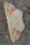 Gepunkteter Eichen-G�rtelpuppenspanner (Cyclophora punctaria)