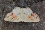 Gepunkteter Eichen-G�rtelpuppenspanner (Cyclophora punctaria)